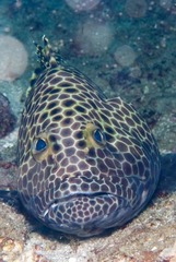 Epinephelus macrospilos