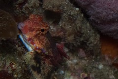 Synchiropus stellatus