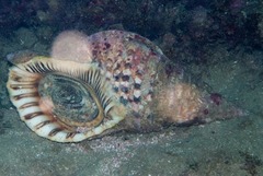 Charonia tritonis