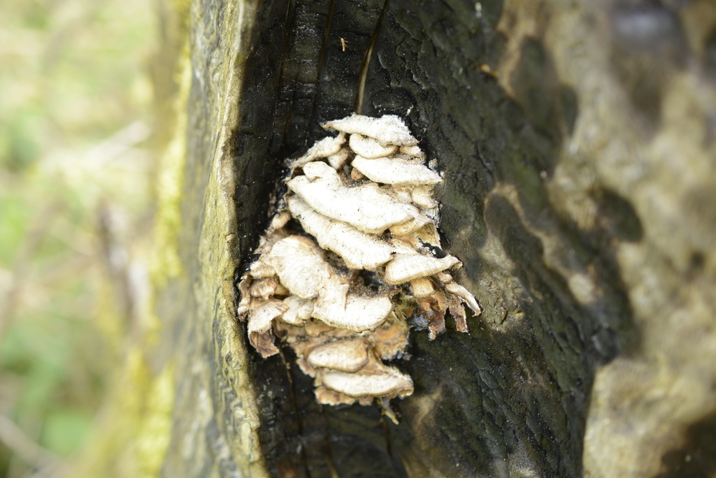 Bjerkandera adusta · April 2026 · photo: © cryptomarasmius (iNaturalist, cc-by)