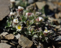 Erigeron lanatus