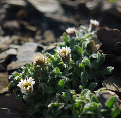 Erigeron lanatus