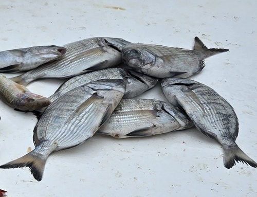 Diplodus sargus