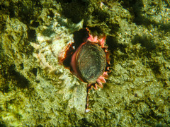 Phyllonotus regius