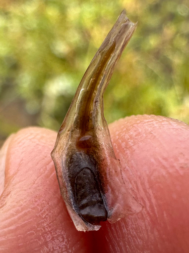 Isoetes howellii observed 2026-04-21