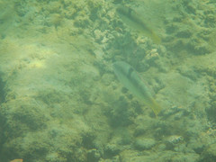 Halichoeres nicholsi