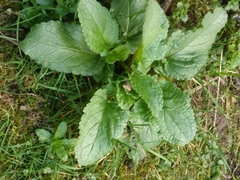 Scrophularia auriculata