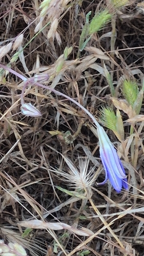 iNaturalist observation photo of Brodiaea subfamily