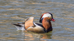 Aix galericulata