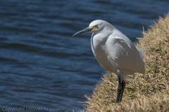 Egretta thula