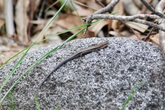 Lampropholis guichenoti