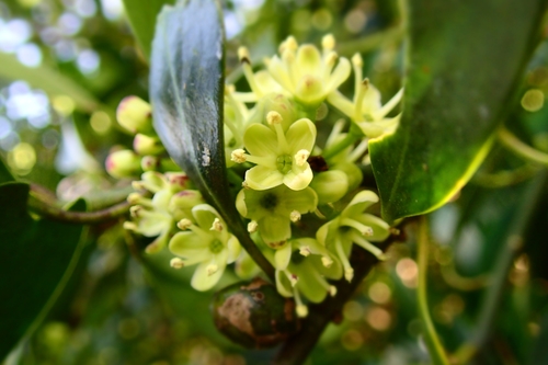 Ilex integra iNat (2)