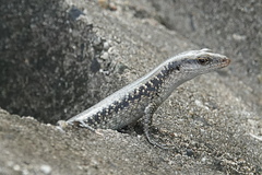 Emoia atrocostata