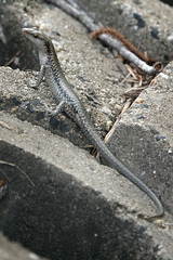 Emoia atrocostata