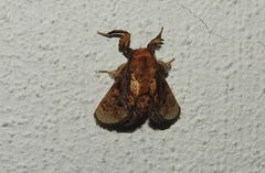 Paleophobetron cinereum