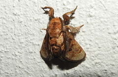 Paleophobetron cinereum