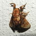 Paleophobetron cinereum - Photo (c) Rogelio Martínez, algunos derechos reservados (CC BY-NC), subido por Rogelio Martínez