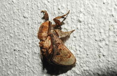 Paleophobetron cinereum