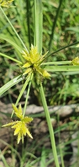 Cyperus fulvus