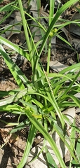 Cyperus fulvus