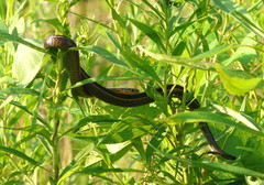 Thamnophis butleri