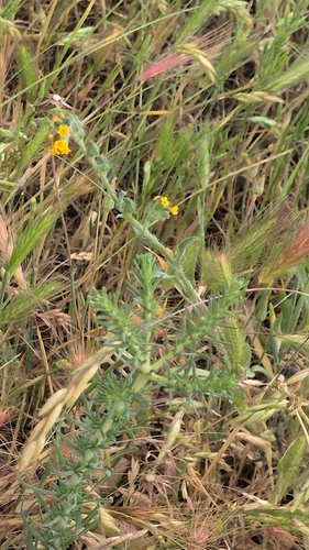 iNaturalist observation photo of flowering plants
