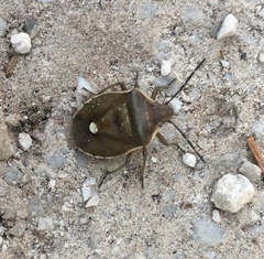 Chlorochroa pinicola