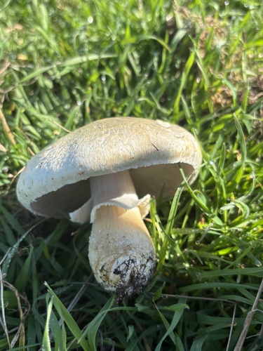 iNaturalist observation photo of Arvenses