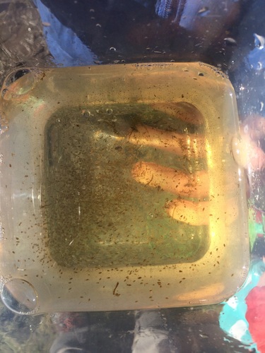 Branchiopoda