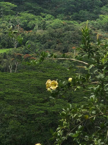 Solandra maxima, 2026-04-19