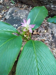 Curcuma australasica