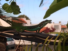 Anolis roquet