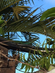 Anolis roquet