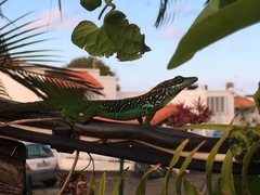 Anolis roquet