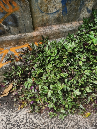 Tradescantia zebrina observed 2026-04-19