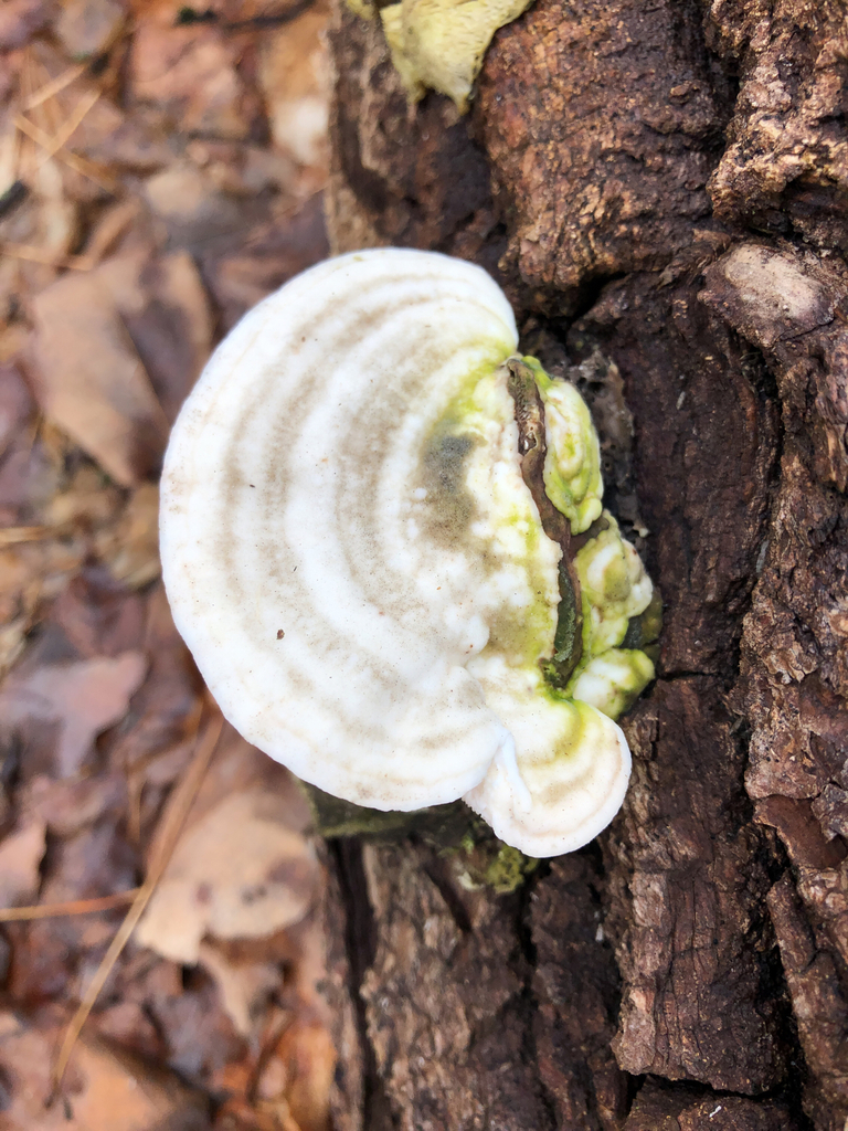 Trametes gibbosa · April 2026 · photo: © luciebousquet (iNaturalist, cc-by)