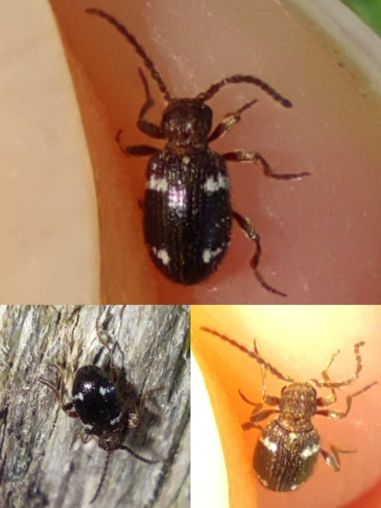 Ptinus aubei