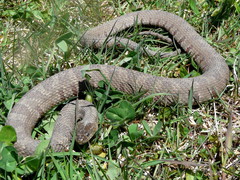 Nerodia sipedon insularum