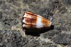 Conus gladiator
