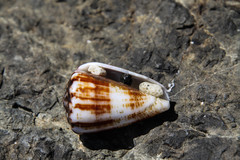 Conus gladiator