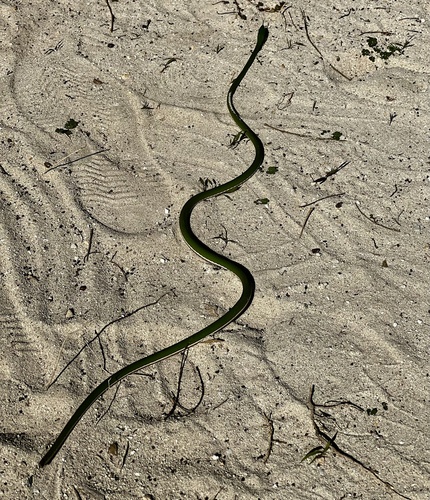 Pointed Snake