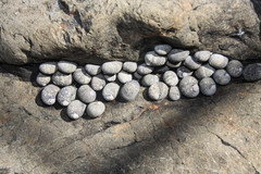 Nerita scabricosta