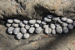 Nerita scabricosta