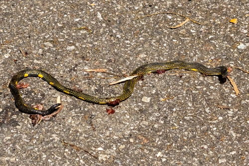 Variable Reed Snake, Calamaria lumbricoidea