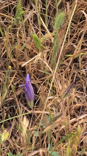 iNaturalist observation photo of Brodiaea subfamily