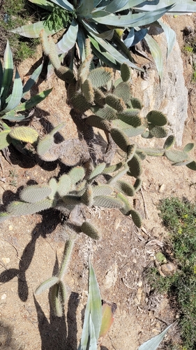 Opuntia leucotricha
