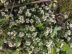 Cochlearia officinalis