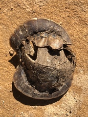 Chelodina expansa