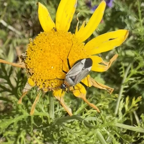 Calocoris nemoralis