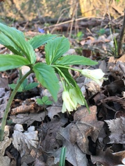 Cardamine enneaphyllos